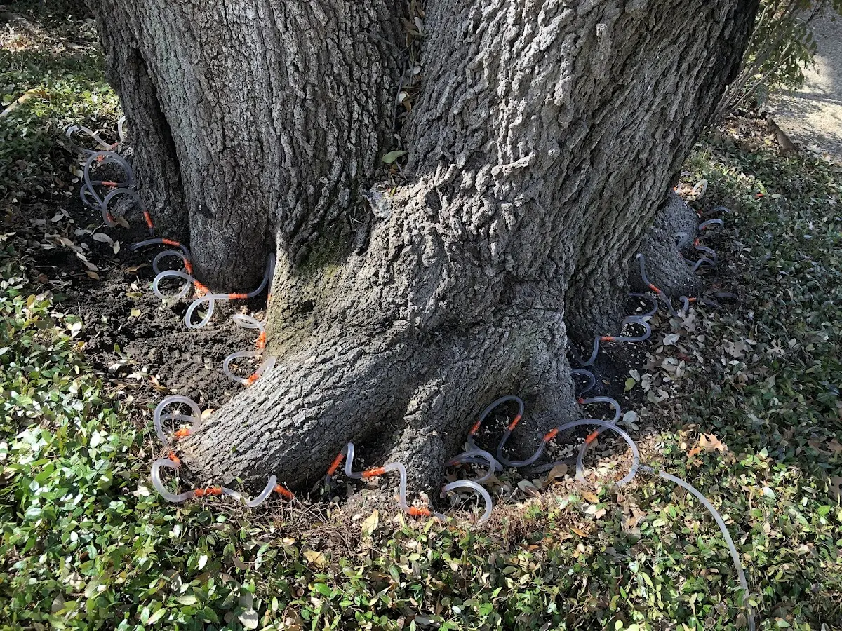 Detailed Tree Cabling and Bracing job site in Carle Place