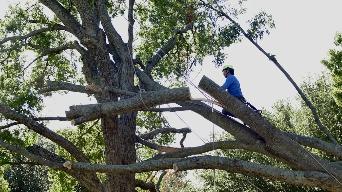 Professional Crown Thinning performed by certified arborists in Carle Place